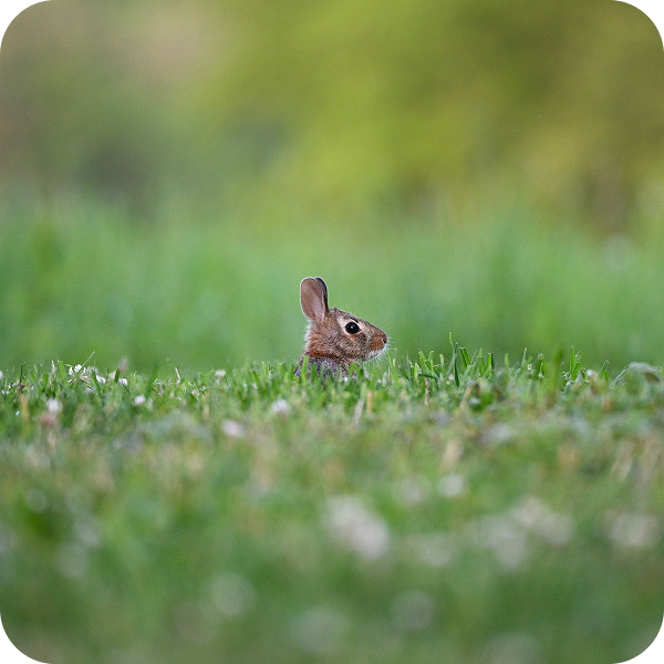 Green headlands landscape