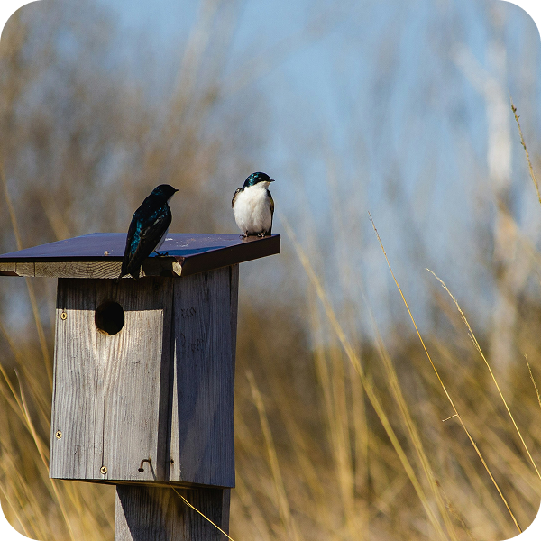 Nest boxes landscape