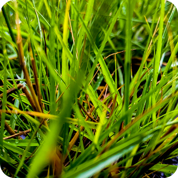Rough grass margins landscape
